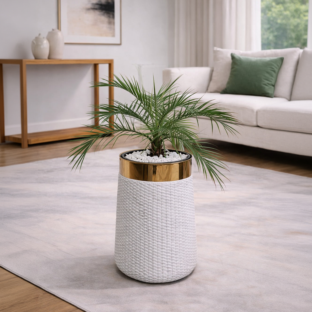 Phoenix Palm in Luxe Grande Planter
