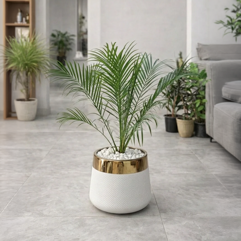 Phoenix Palm