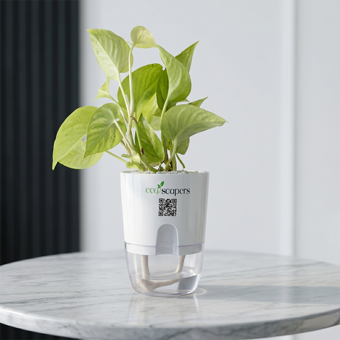 PISCES-MONEY PLANT NEON