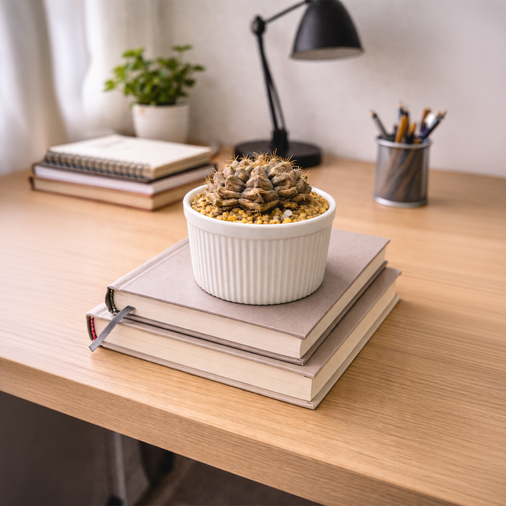 Rare Cluster Cactus in White Ceramic Pot – Minimal Desk Plant