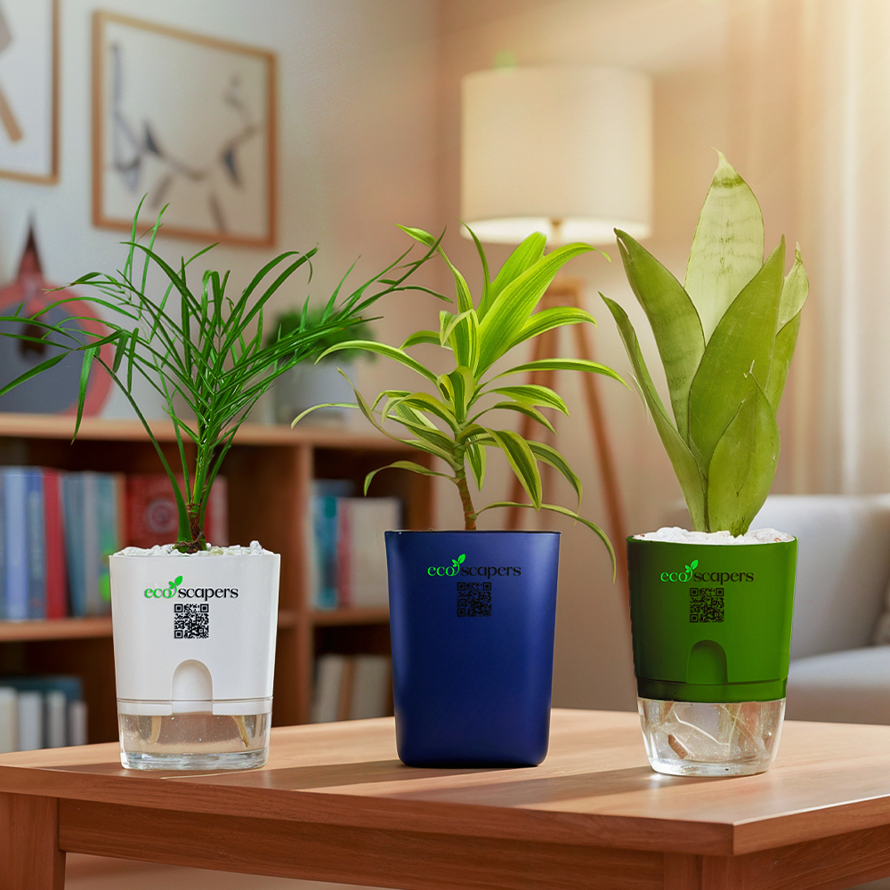 Roxstar + Round + Square COMBO — EcoScapers Pakistan