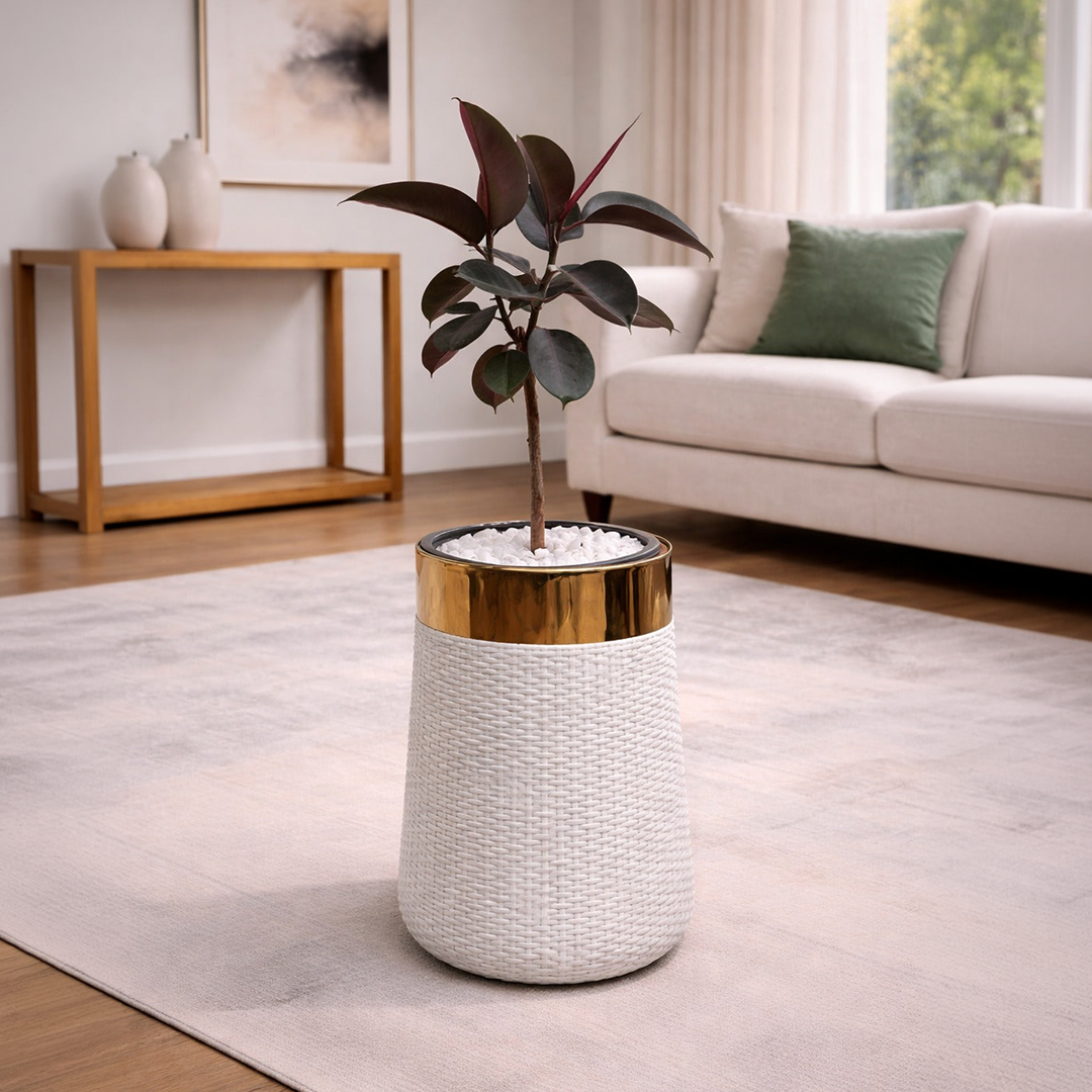 Rubber Plant in Luxe Grande Planter