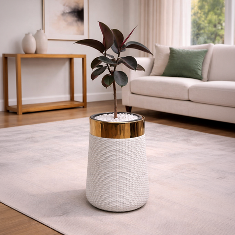 Rubber Plant in Luxe Grande Planter