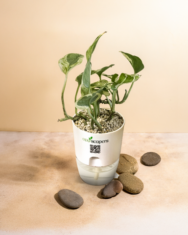 SAGITTARIUS-MONEY PLANT N JOY