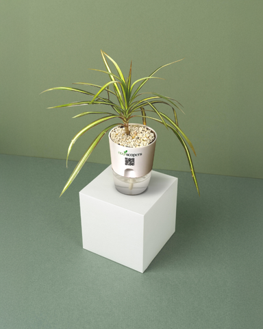 SCORPIO-DRACAENA MARGENETA
