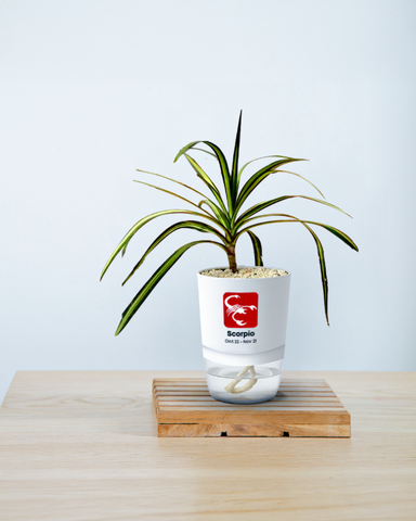 SCORPIO-DRACAENA MARGENETA