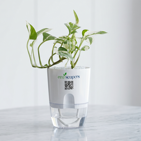 SAGITTARIUS-MONEY PLANT N JOY