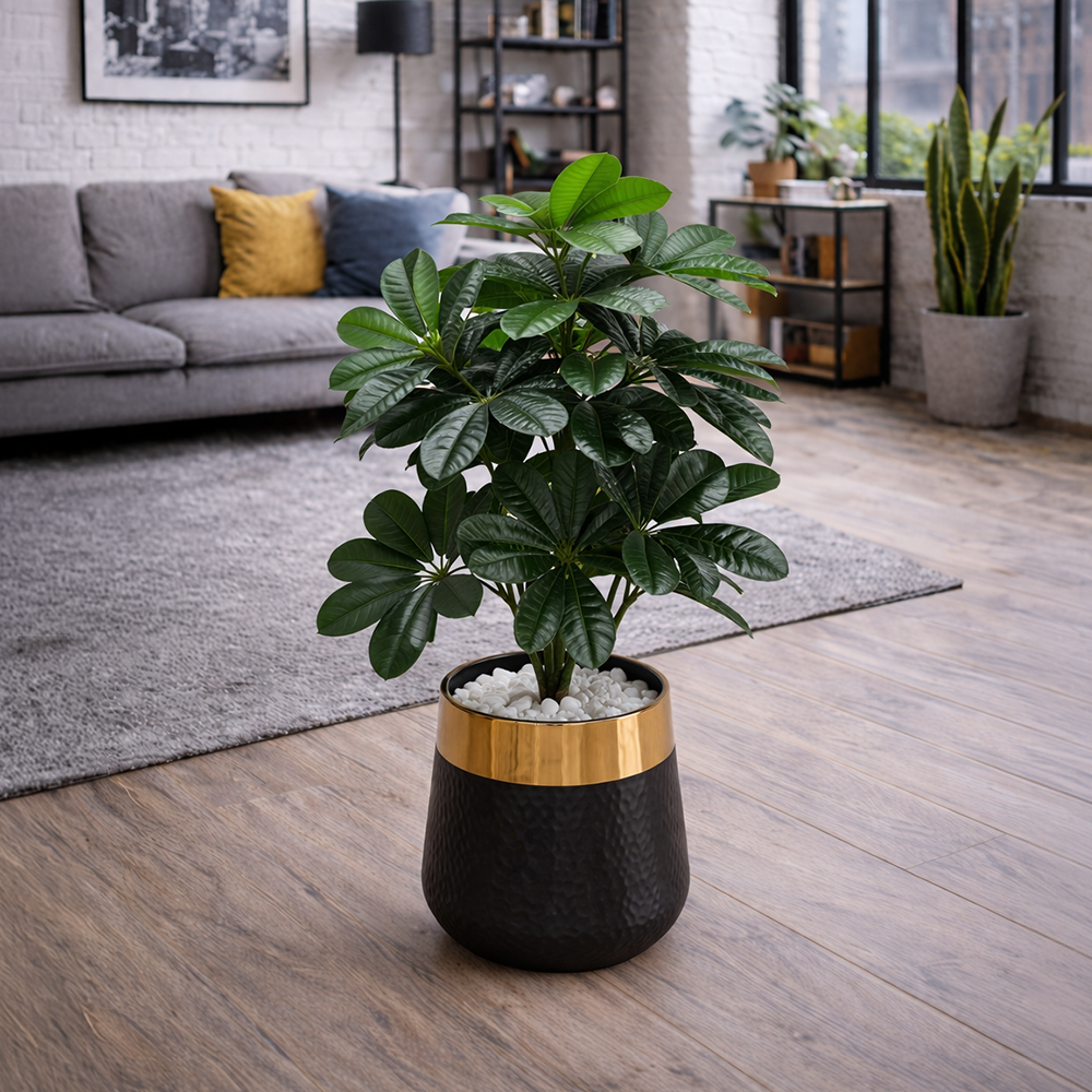 Schefflera (Umbrella Plant)