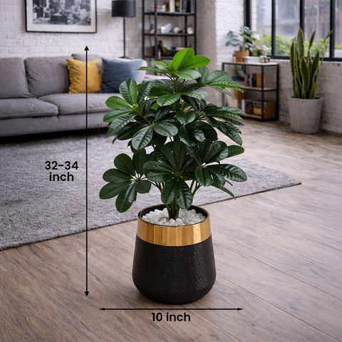 Schefflera (Umbrella Plant)