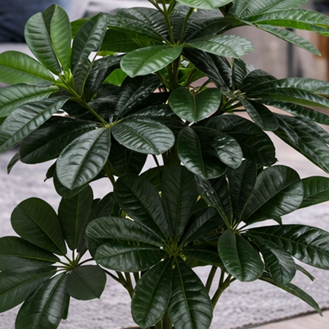 Schefflera (Umbrella Plant)