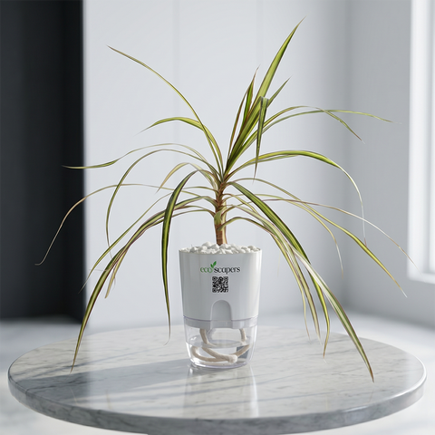 SCORPIO-DRACAENA MARGENETA