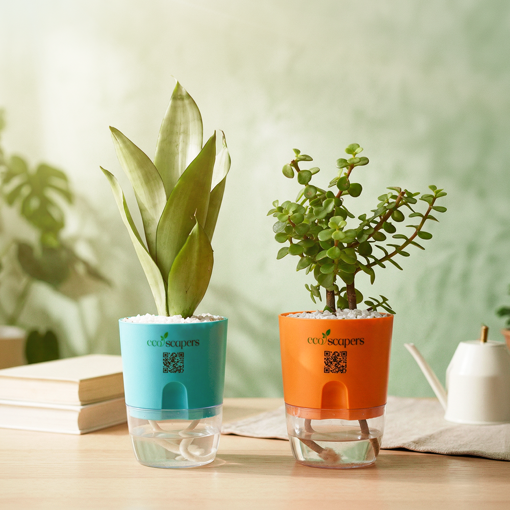 Self Watering Duo