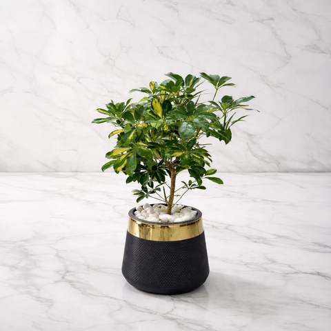 Schefflera Plant Luxury Stand Planter Combo