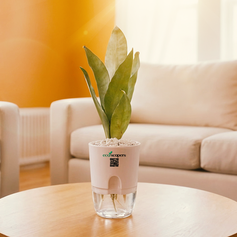 Sansevieria Moonlight