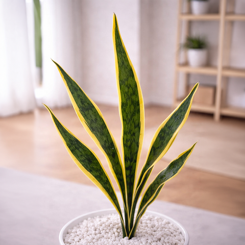 Lifelike Snake Plant with Wooden Stand | Indoor Plant Décor Pakistan