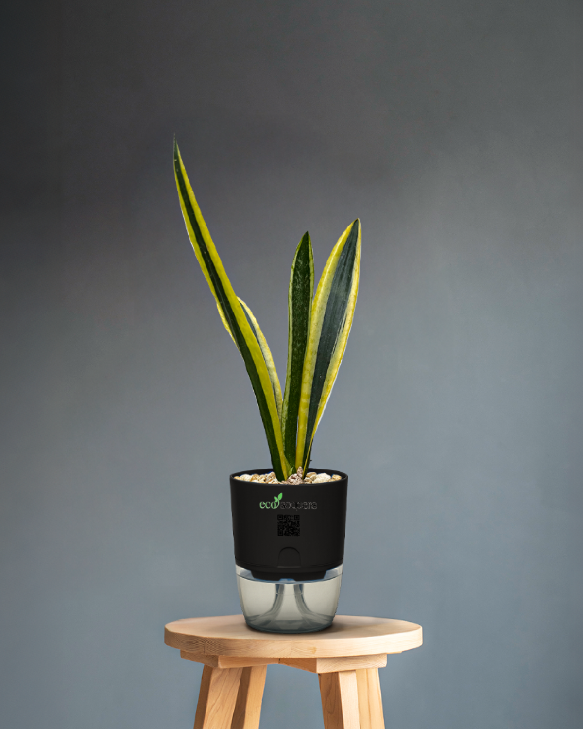 Snake Plant Dwarf Thai