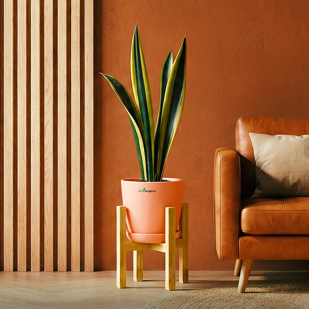 Snake Plant Dwarf Thai XL