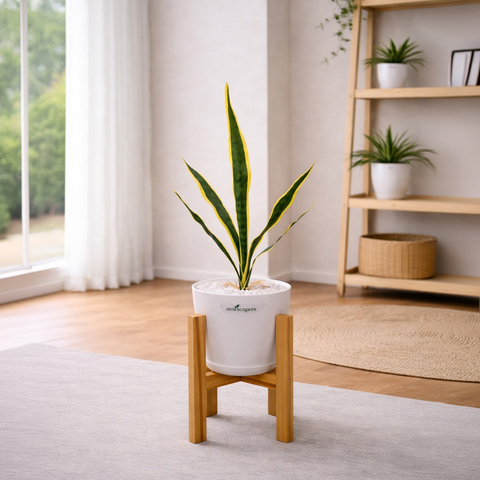 Lifelike Snake Plant with Wooden Stand | Indoor Plant Décor Pakistan