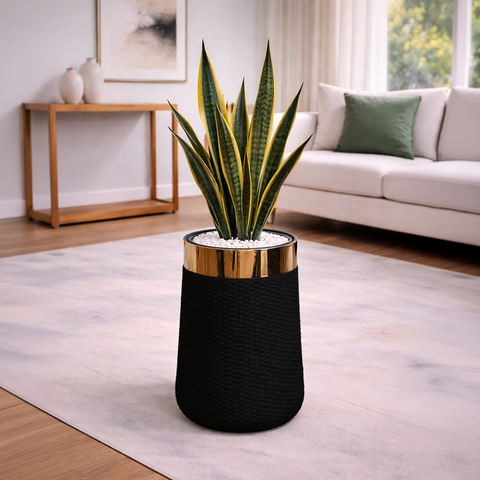 Snake Sansevieria in Luxe Grande Planter