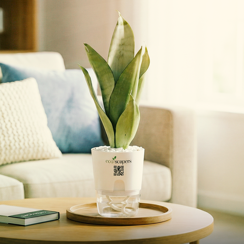Sansevieria Moonlight