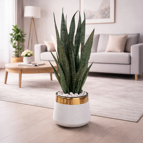 Snake Sansevieria trifasciata Green Luxury Stand Planter Combo