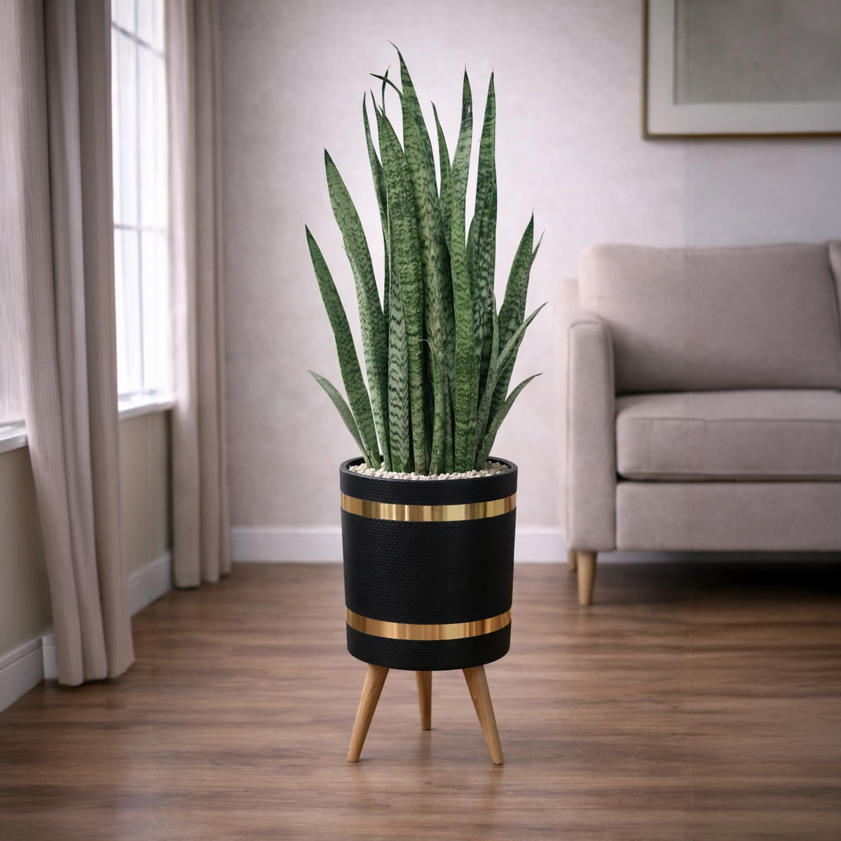 Snake Sansevieria trifasciata Green Luxury Stand Planter Combo