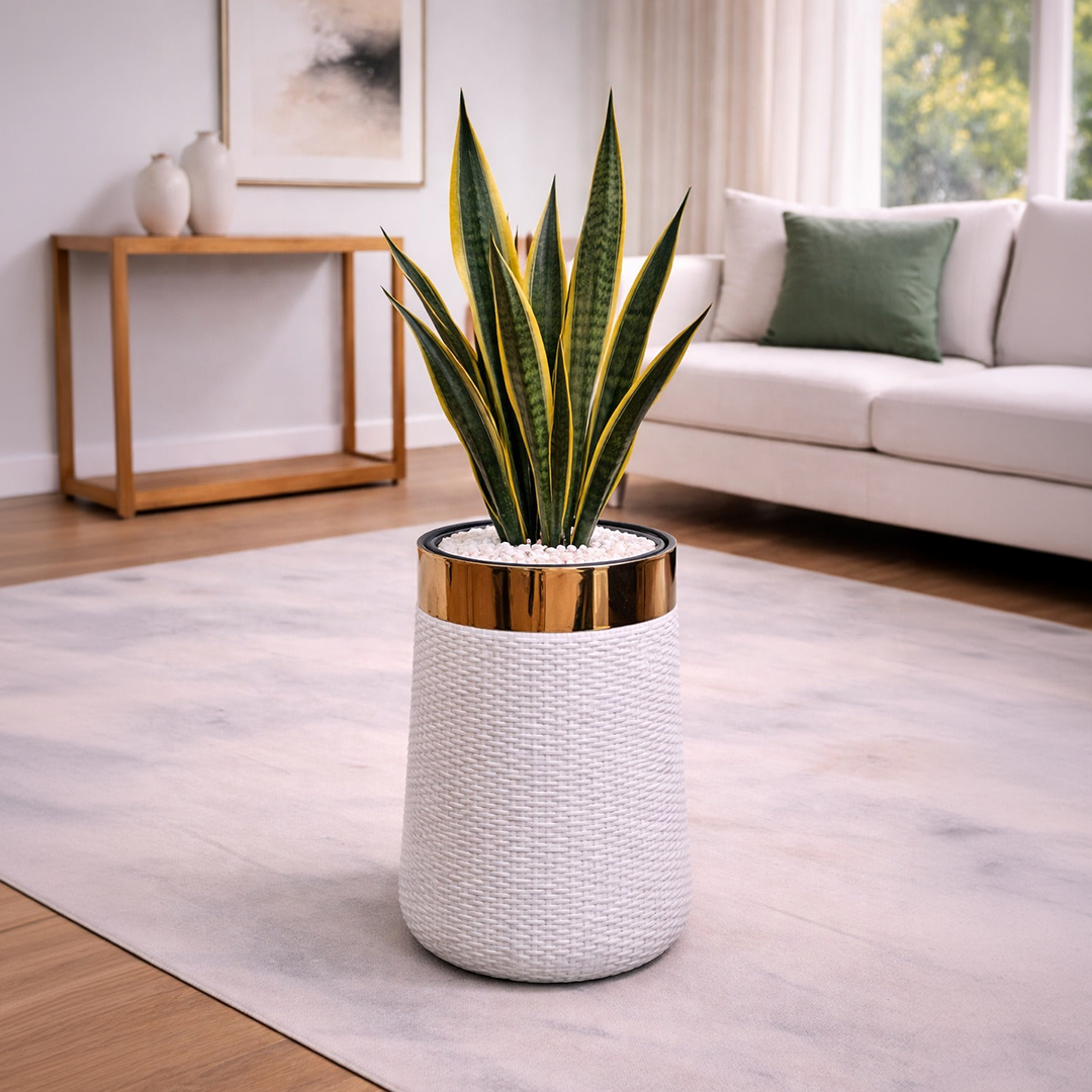 Snake Sansevieria in Luxe Grande Planter