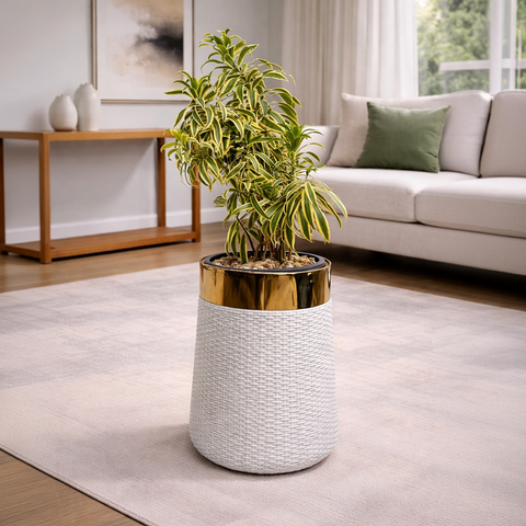 Song of India in Luxe Grande Planter