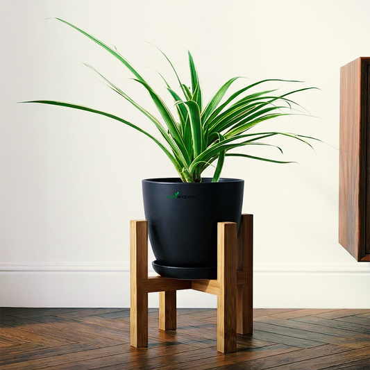 Spider Plant XL 1000