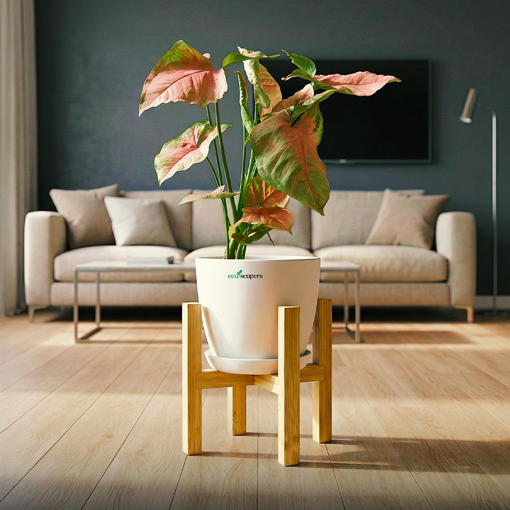 Syngonium Pink XL