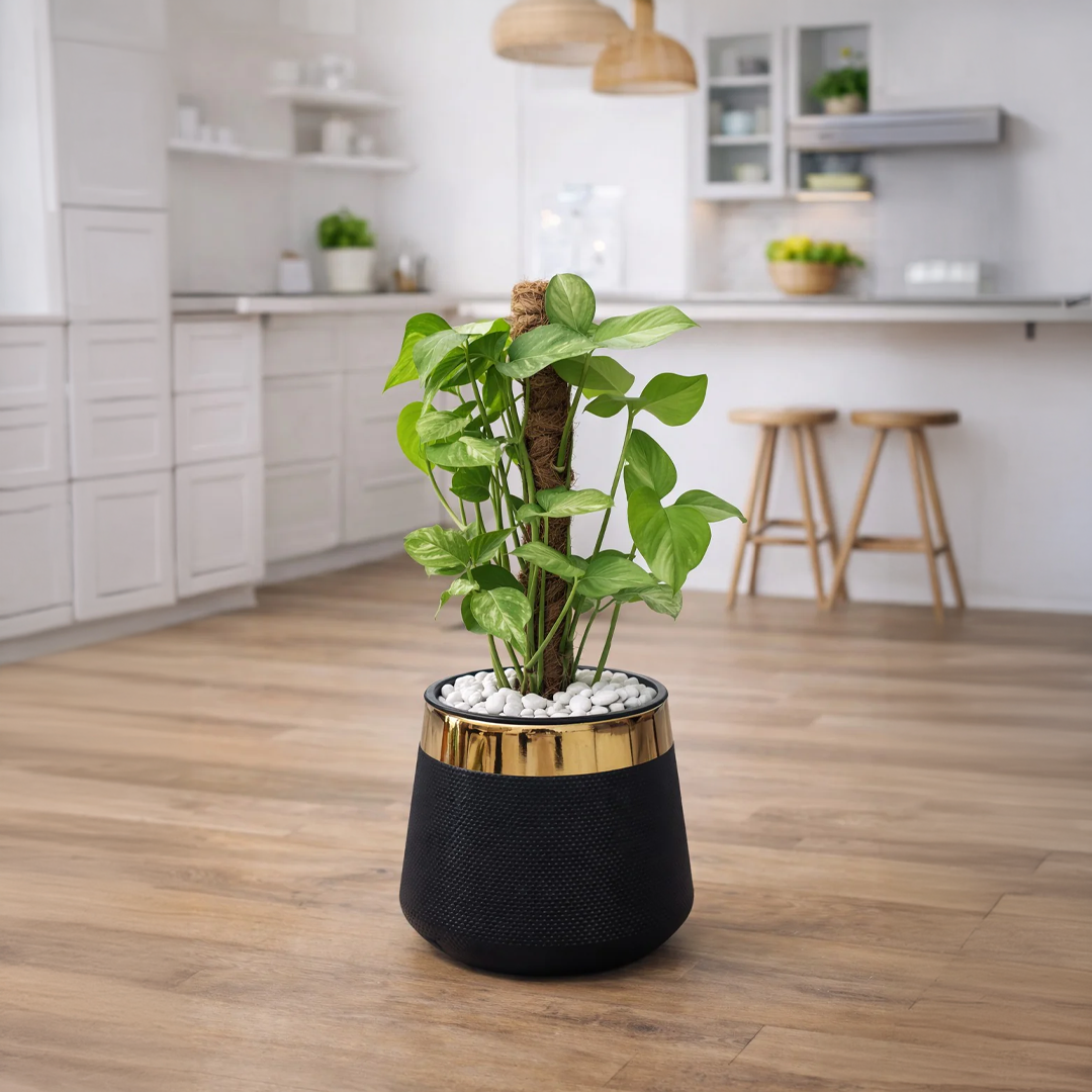 Syngonium