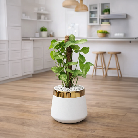 Syngonium