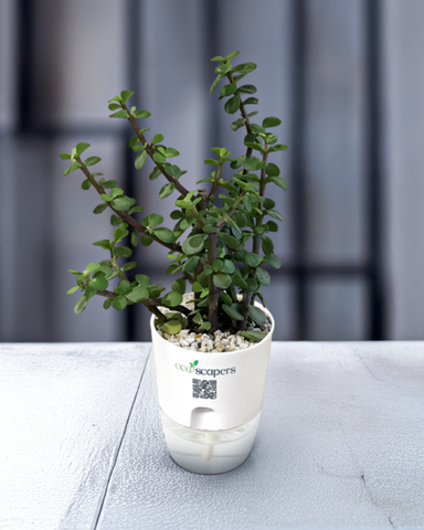 TAURUS-JADE PLANT