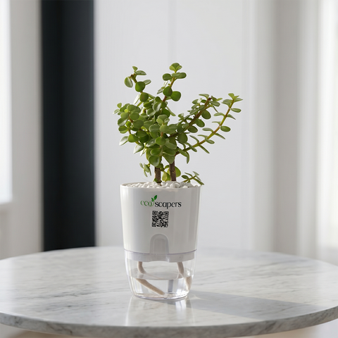TAURUS-JADE PLANT