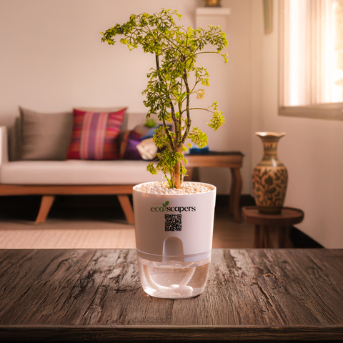 Aralia Dwarf Thai