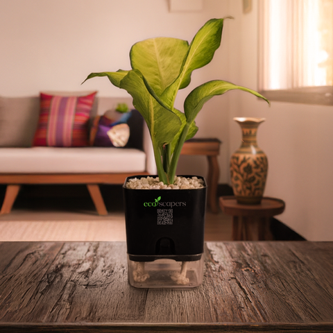 Dieffenbachia