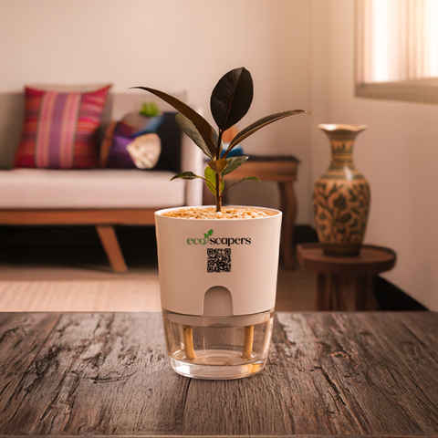 Rubber Plant
