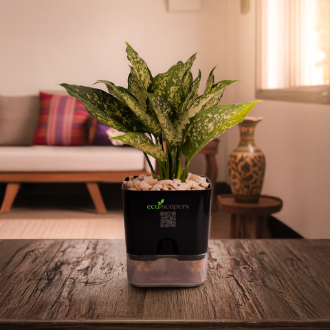 Aglaonema Chinese Evergreen
