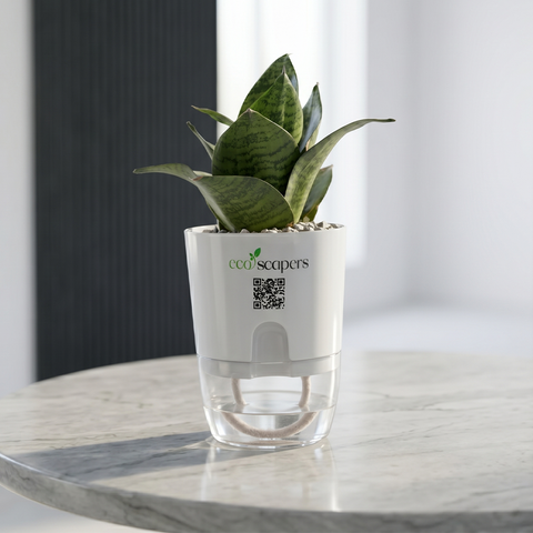 VIRGO-SANSEVERIA BIRDS NEST