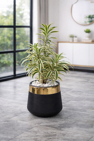 3 Song Of India With Luxe Planter