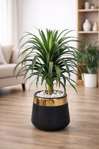 Dracaena Draco With Luxe Planter