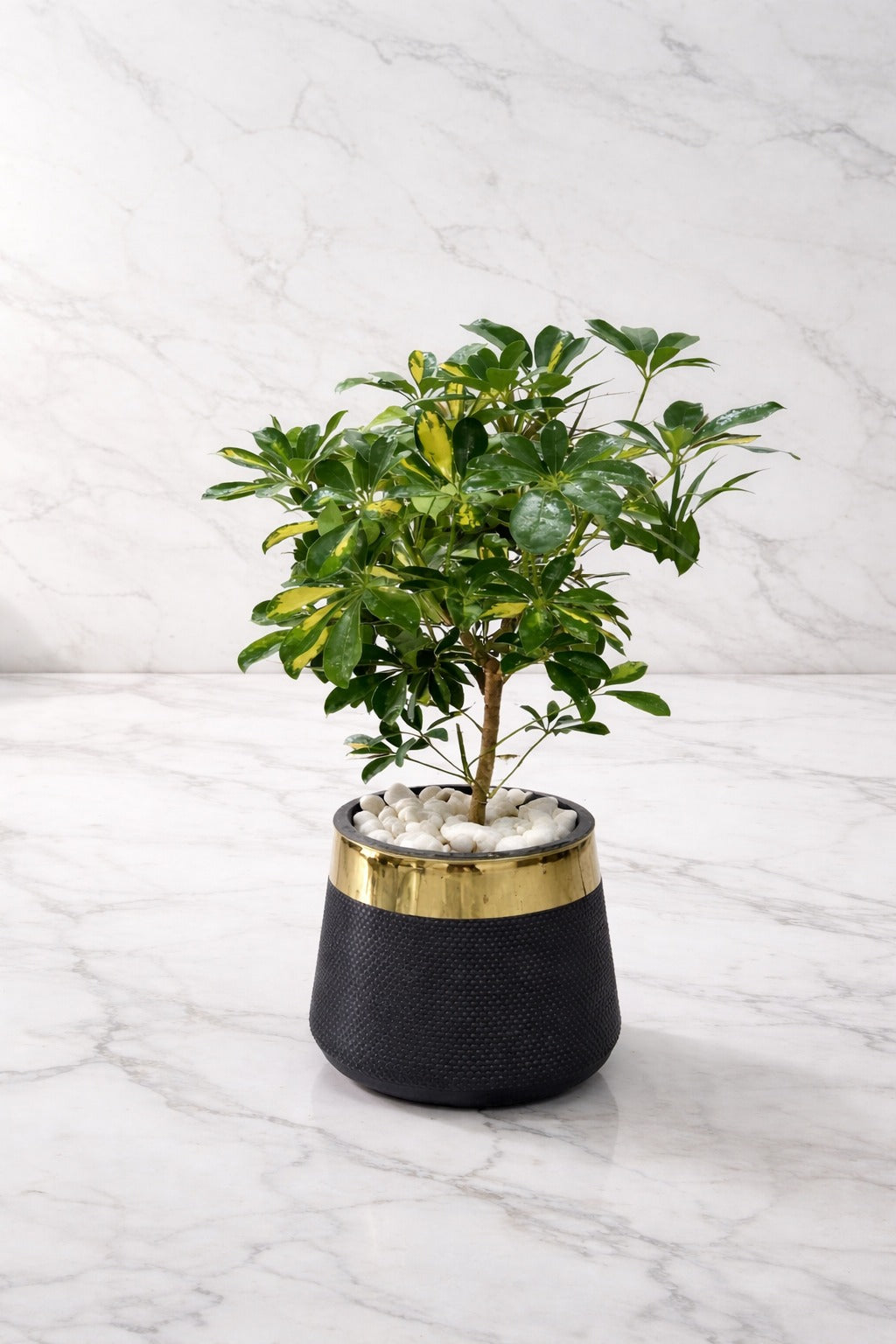 Shefflera With Luxe Planter