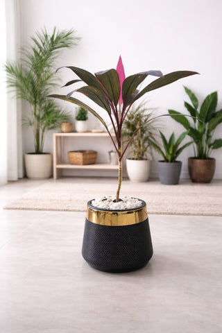 Cordyline Fruticosa With Luxe Planter