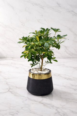Shefflera With Luxe Planter