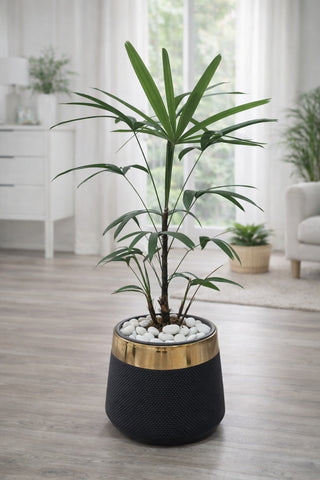 Lady Palm With Luxe Planter