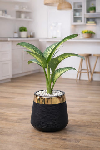 Dieffenbachia Dumb Cane With Luxe Planter