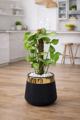Syngonium With Luxe Planter