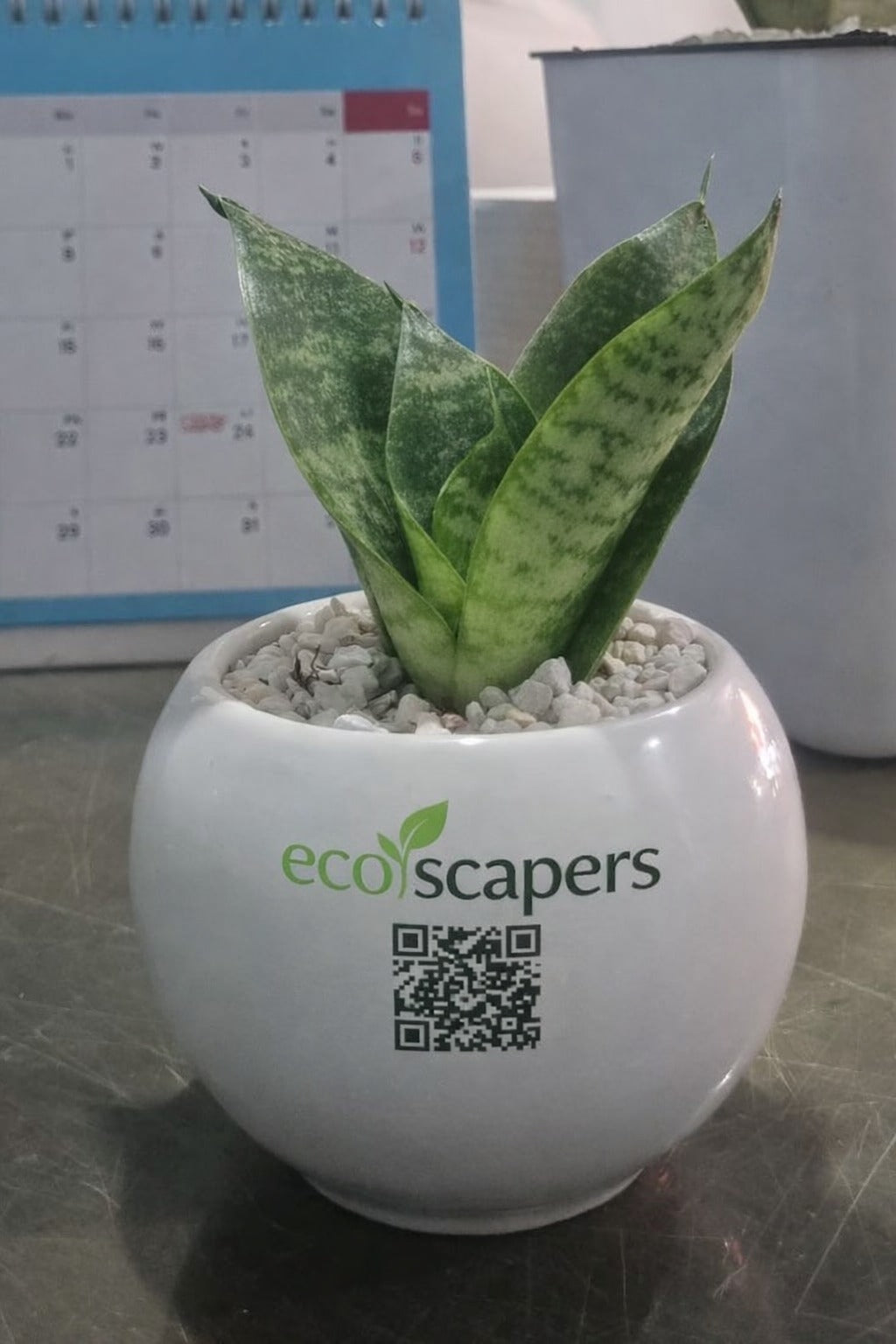 Ceramic planter and plant