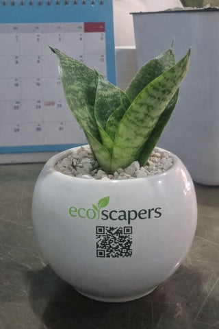 Ceramic planter and plant