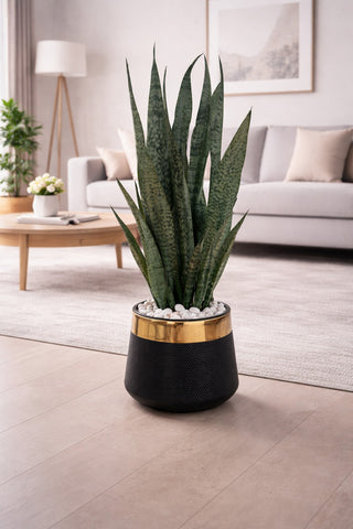 Snake Plant (Sansevieria) With Luxe Planter